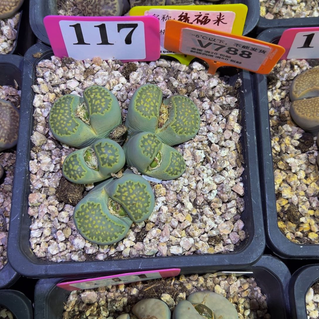 白***人788 一物一拍，默认有伤，介意勿拍，不退不换