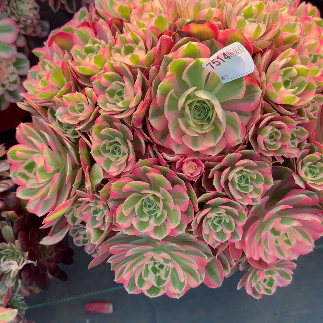 翠****?7514胭脂雪多肉多肉