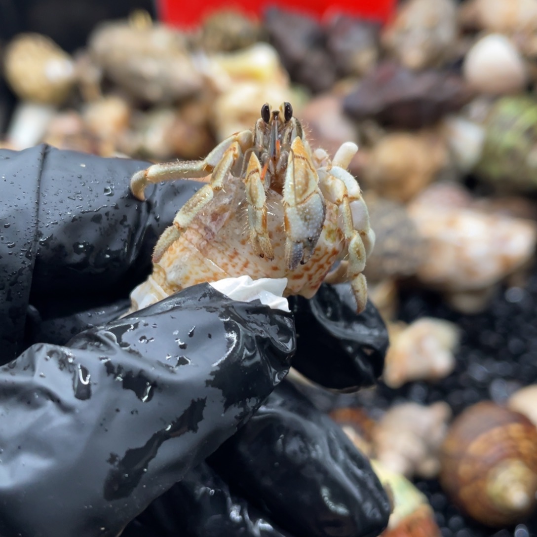 不退不换谢谢支持17