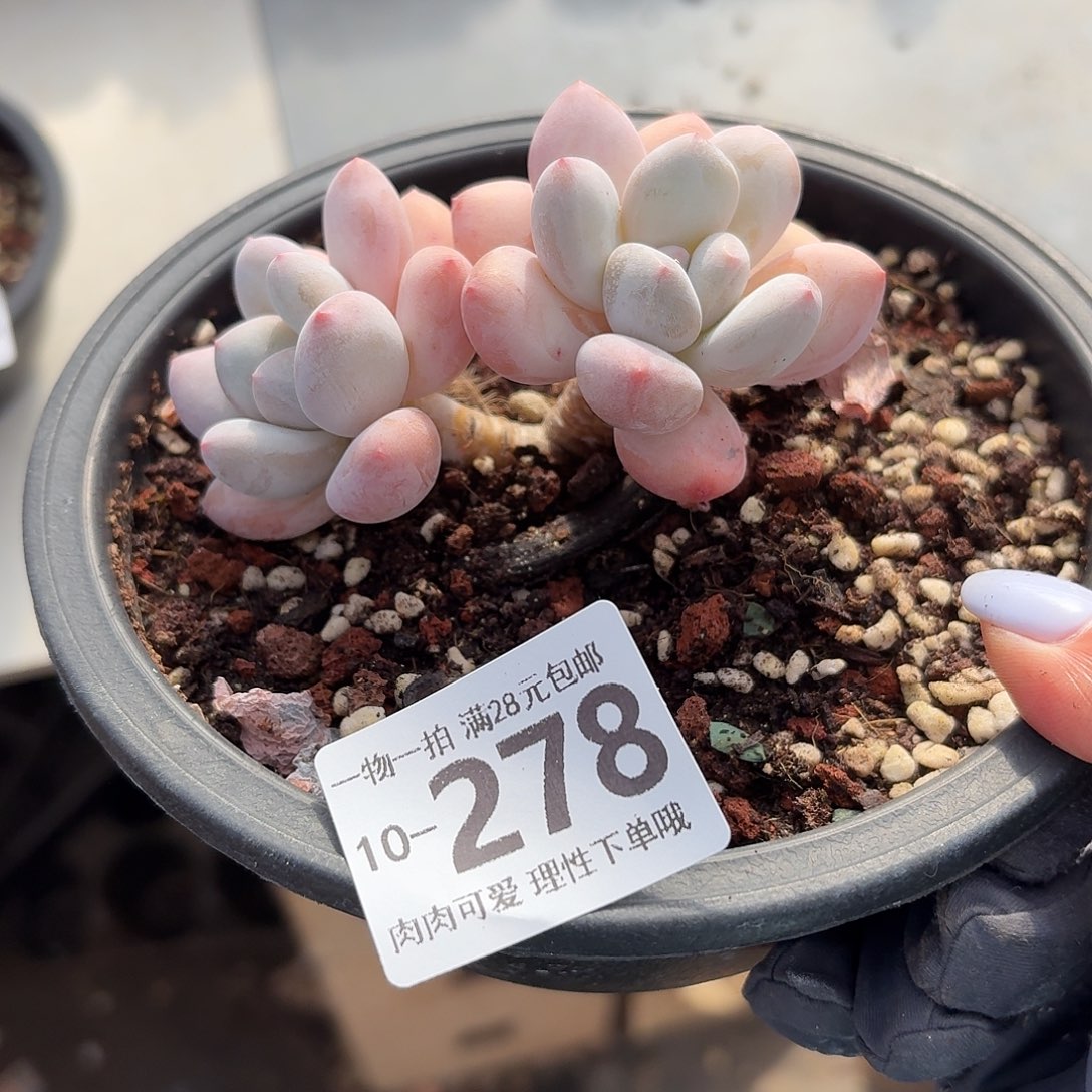 香水无盆土发货无盆土发货无