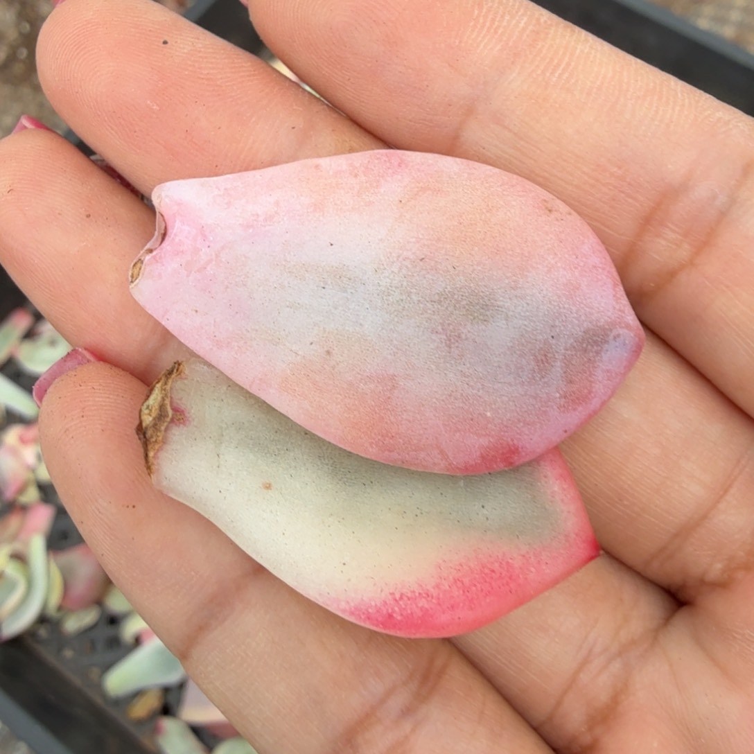 一组的推进多肉锦
