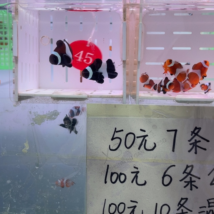 海水鱼精品黑奥黑2条4-5