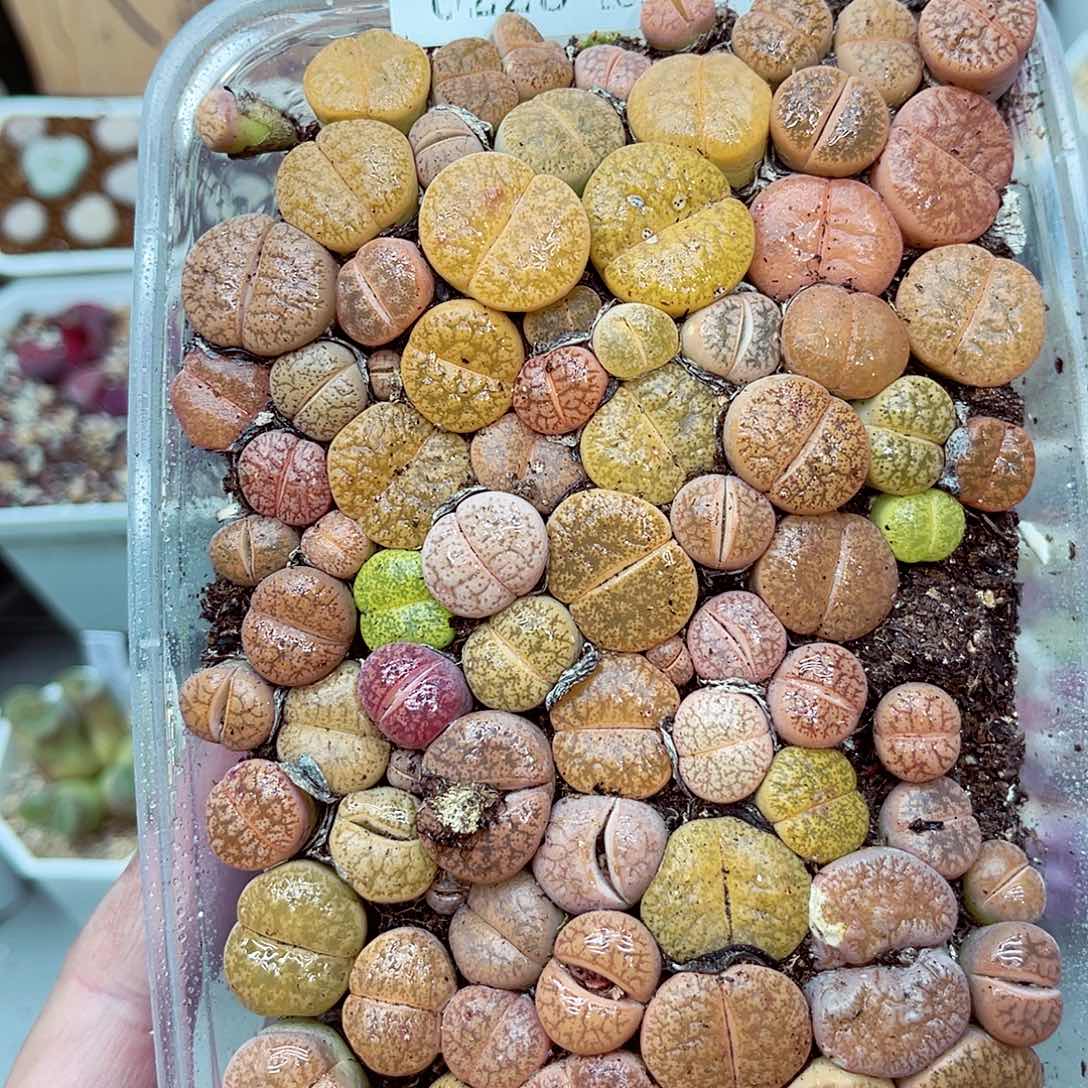 郎哥多少生石花25-100