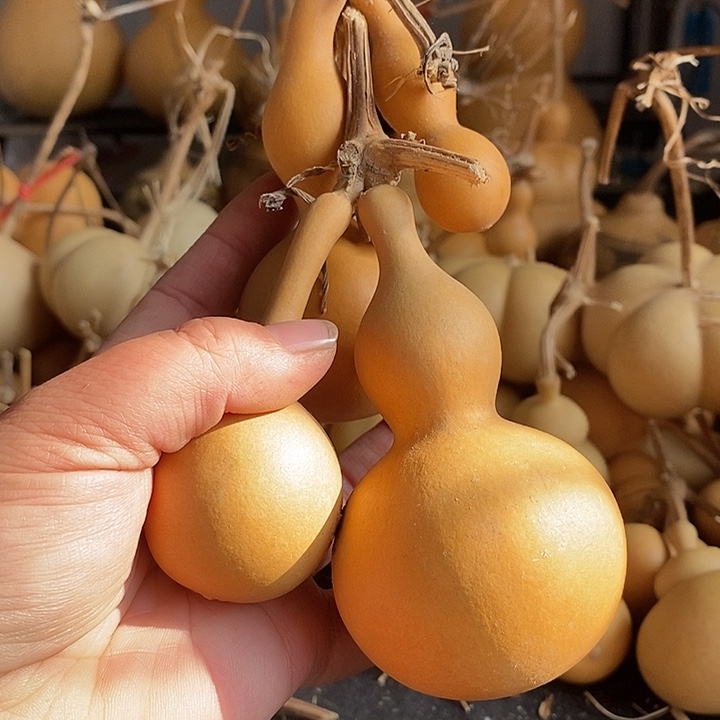 鱼*.葫芦的颜色很好看