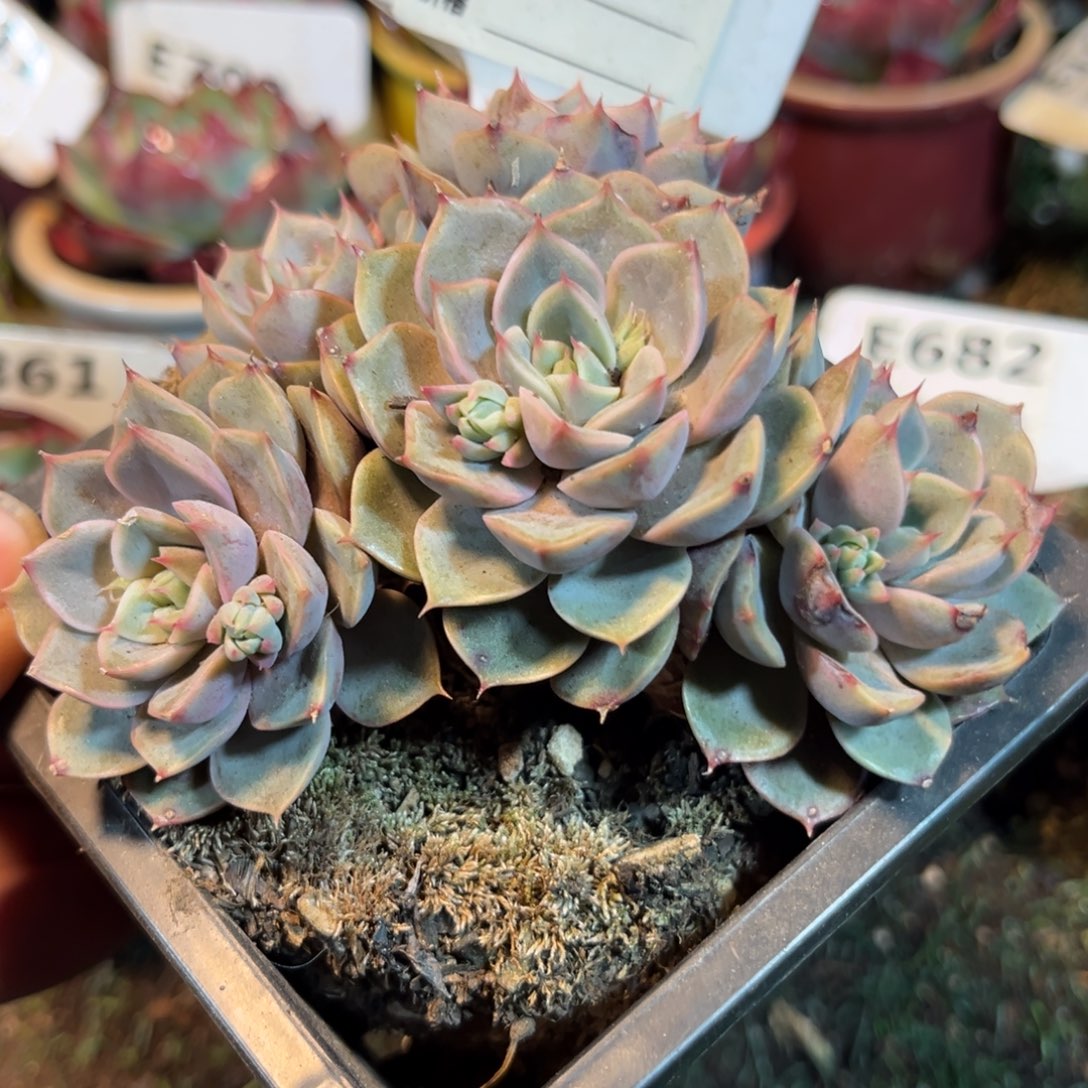 玫瑰夫人807号楼