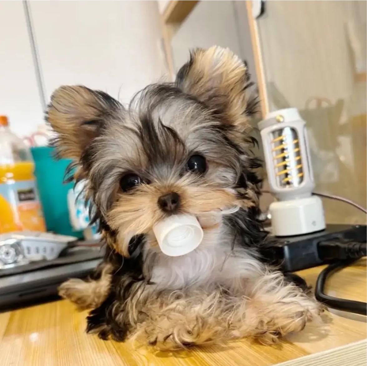 纪念册相册插页式影集