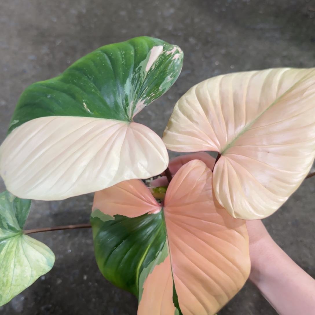 R612-1223薄荷橘橘锦千年健