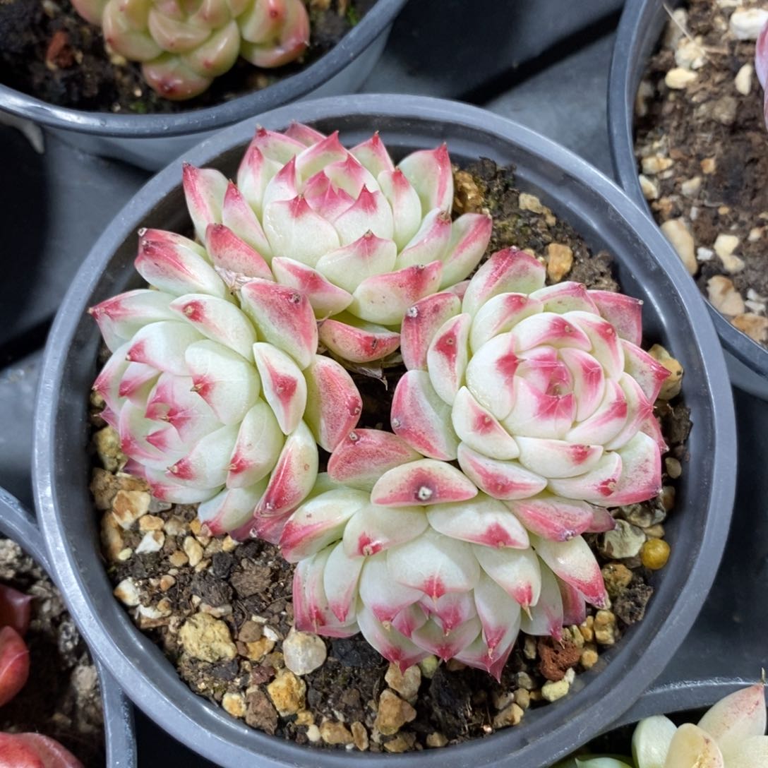 自助下单一物一拍多肉，下滑更多品种选择