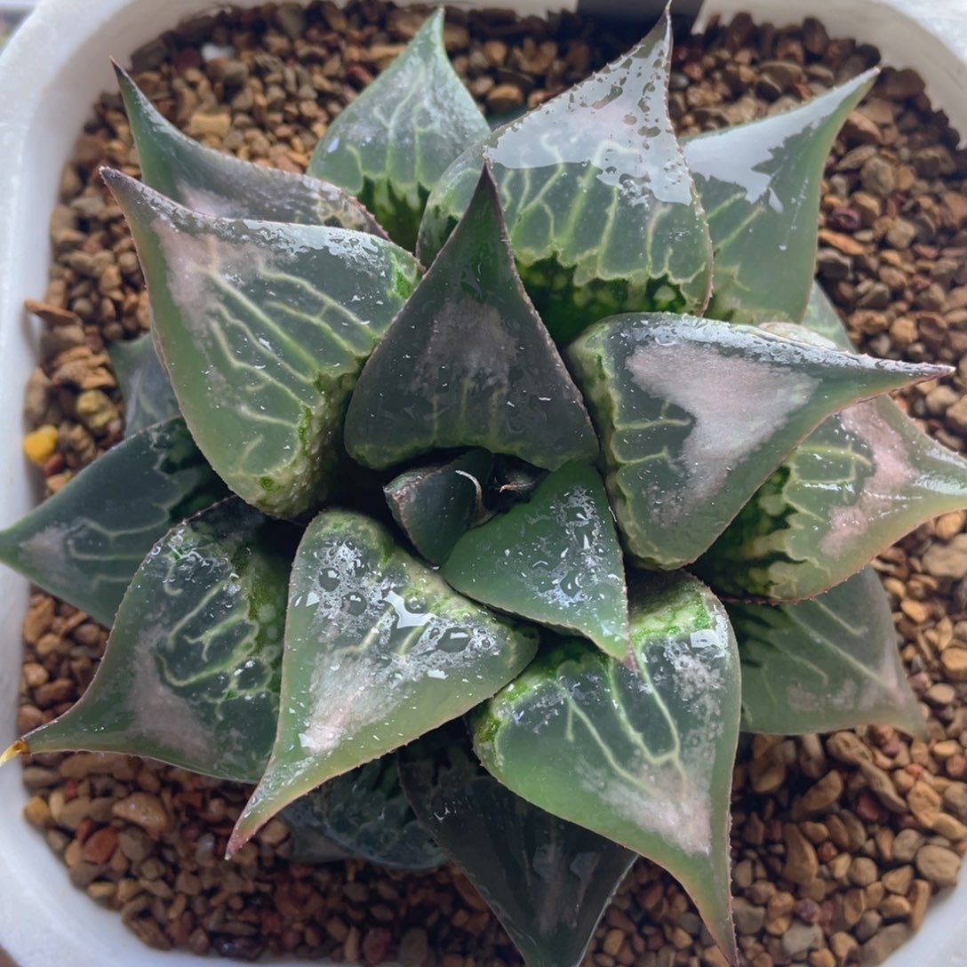 18.十二卷多肉芸窗酒吞童子。   