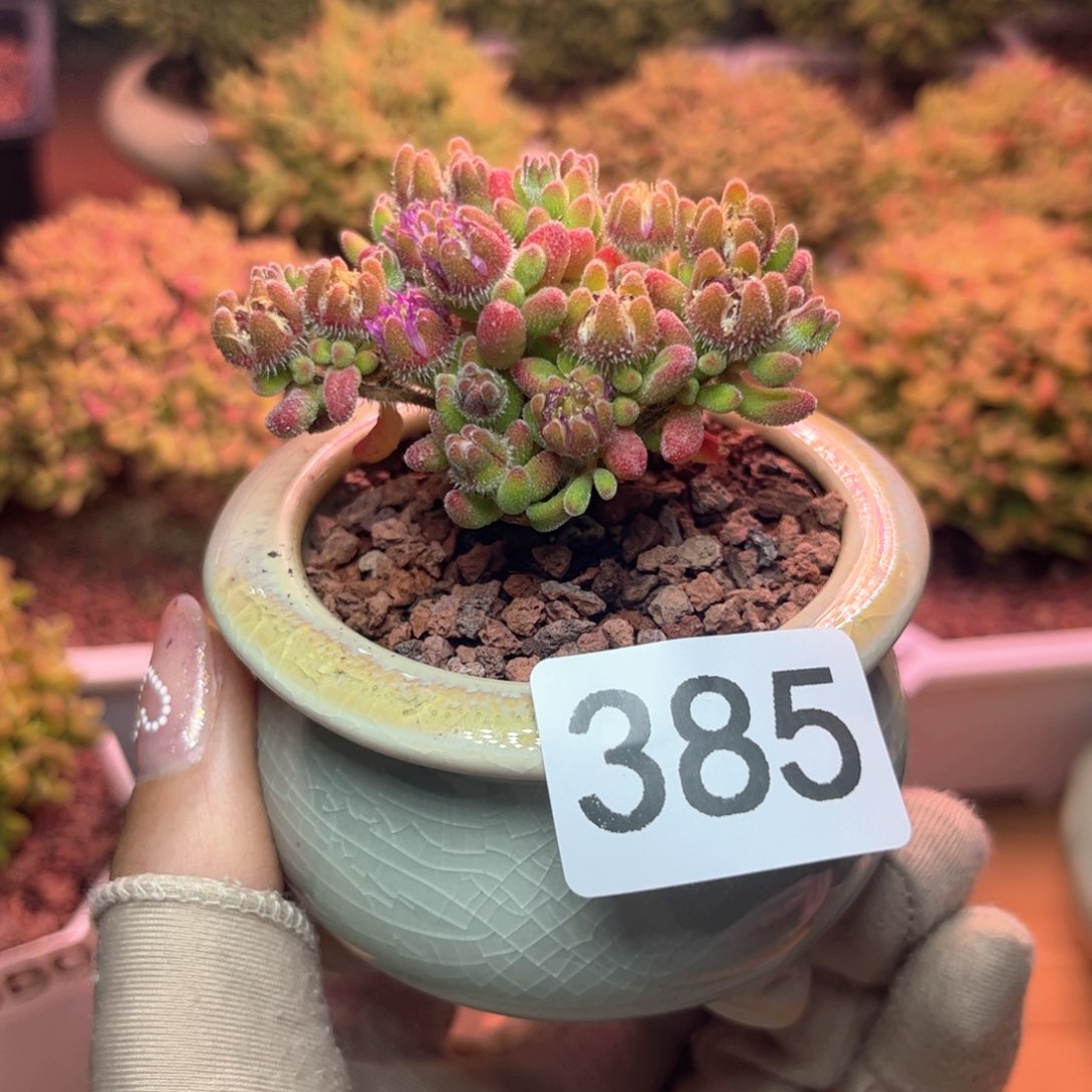 385红宝石可爱多肉植物