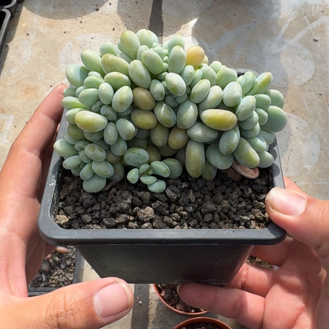 洛神 缀化  一物一拍