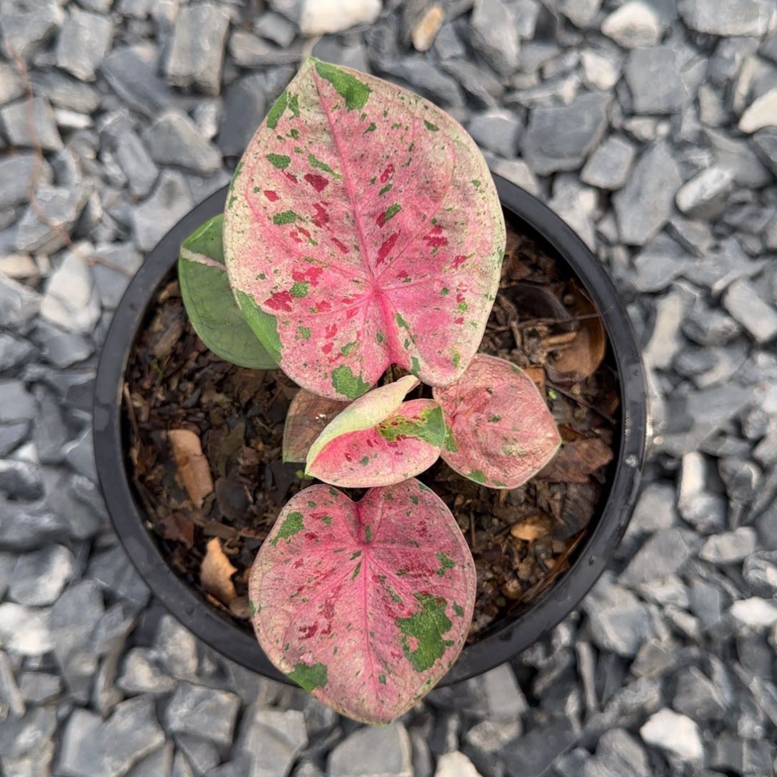 12-1005泰国发货心肝宝贝