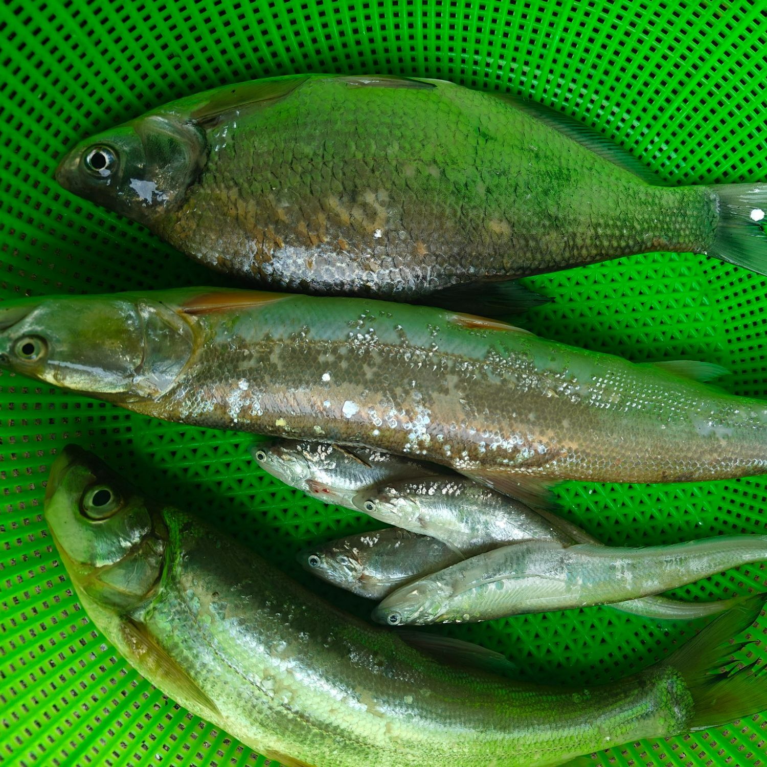 混合链接 瓦埠湖现捕各种鱼类 现称现发