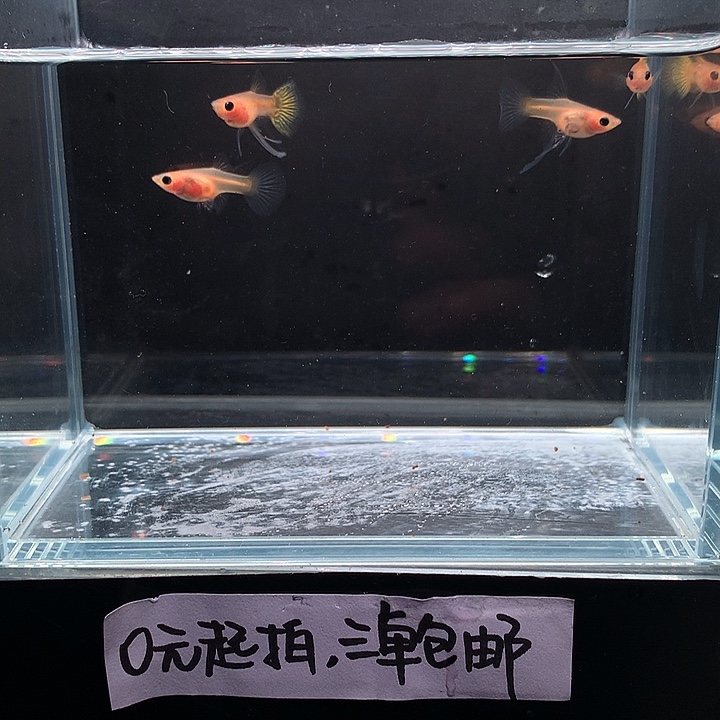 孔雀鱼黄蕾丝大c一对➕普母1长公1