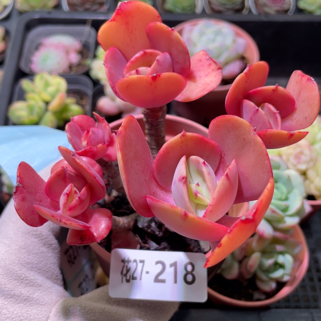 花利美27-218秀妍