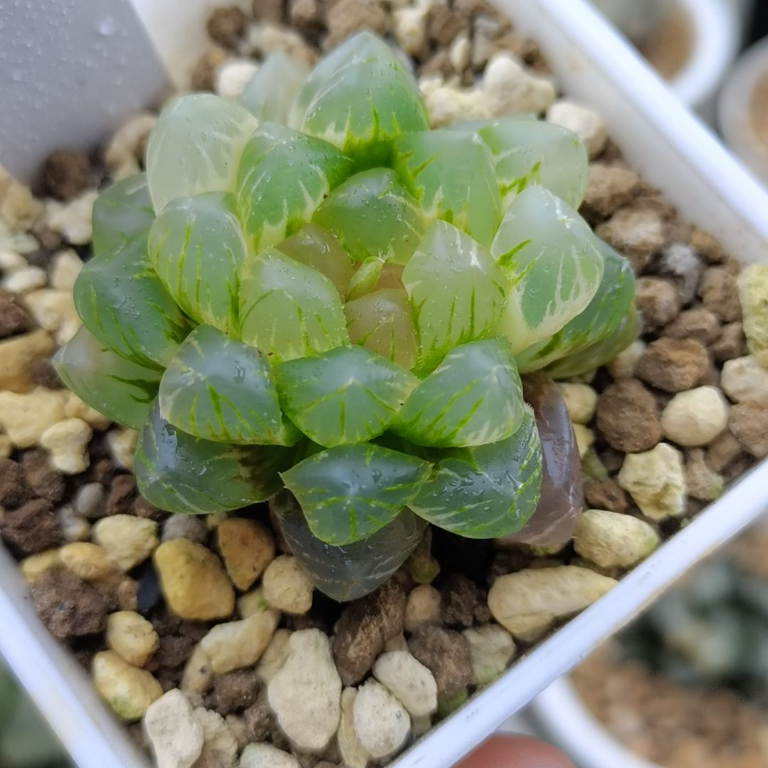 152号OM玉露锦一物一拍带盆土发货