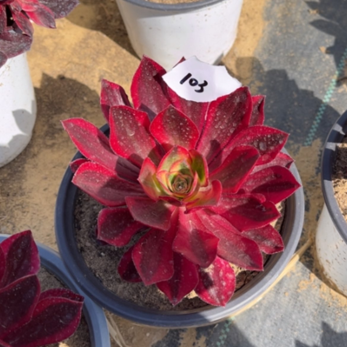 【闪购商品】103魅影多肉法师