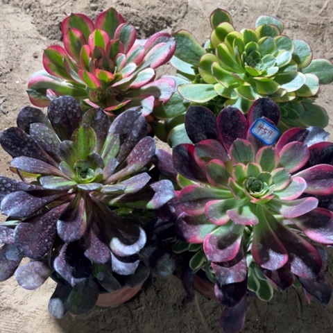 459多肉植物组合