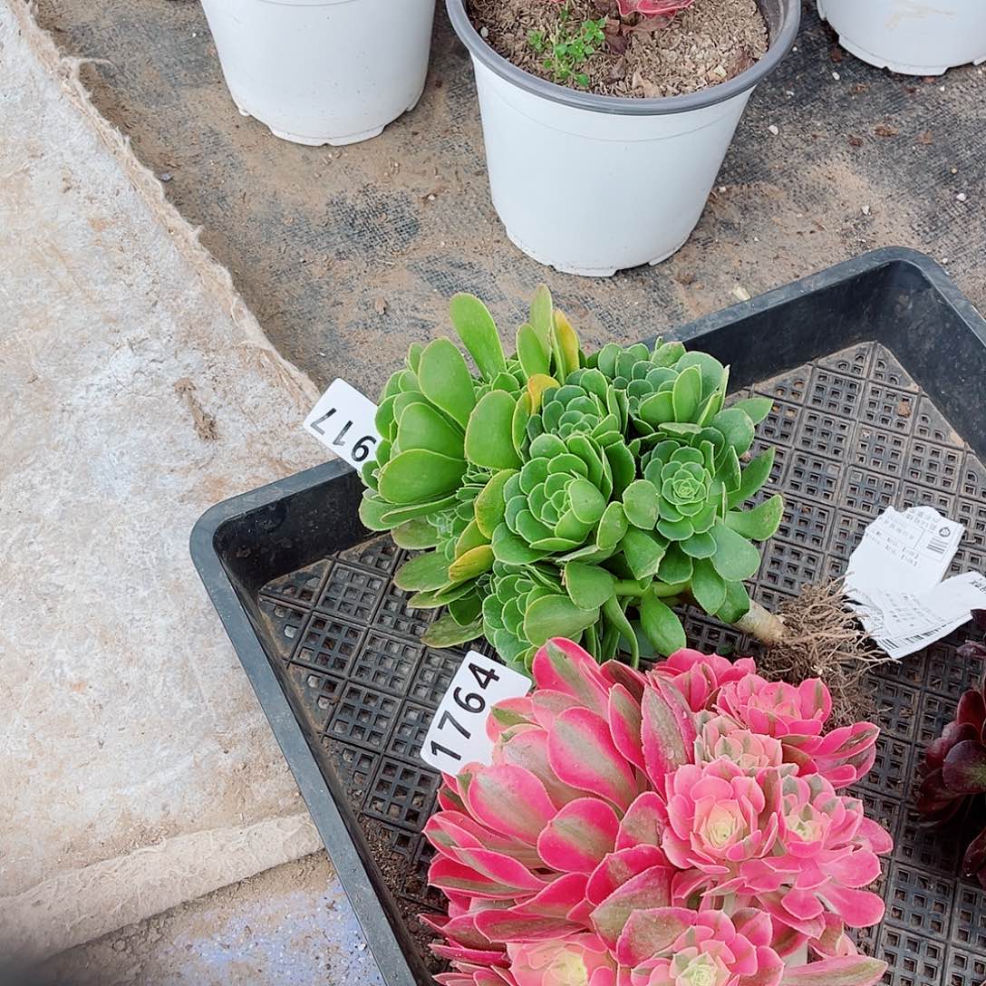 女巫1764绿玫瑰1917福利