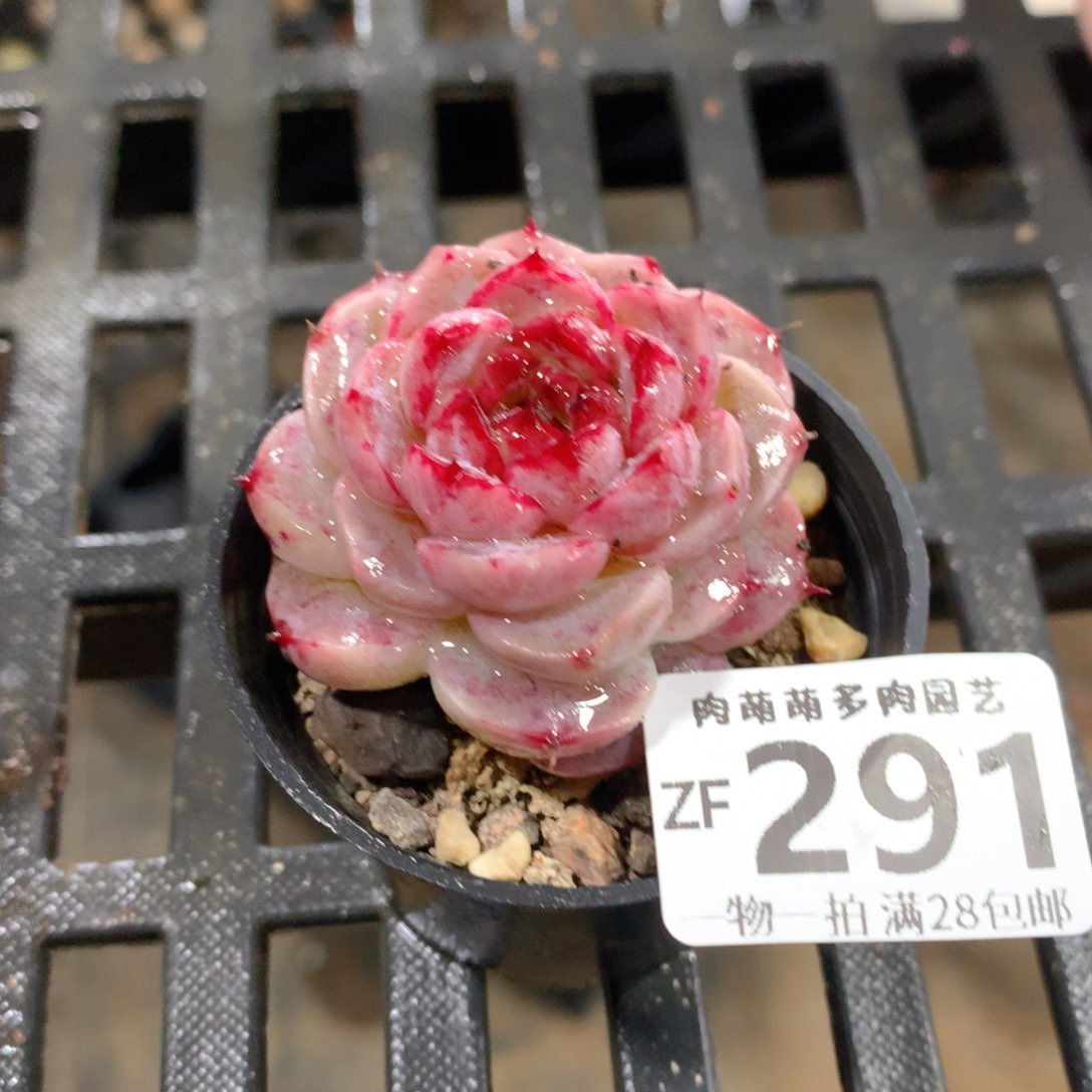 肉萌萌拇指盆精控多肉ZF291