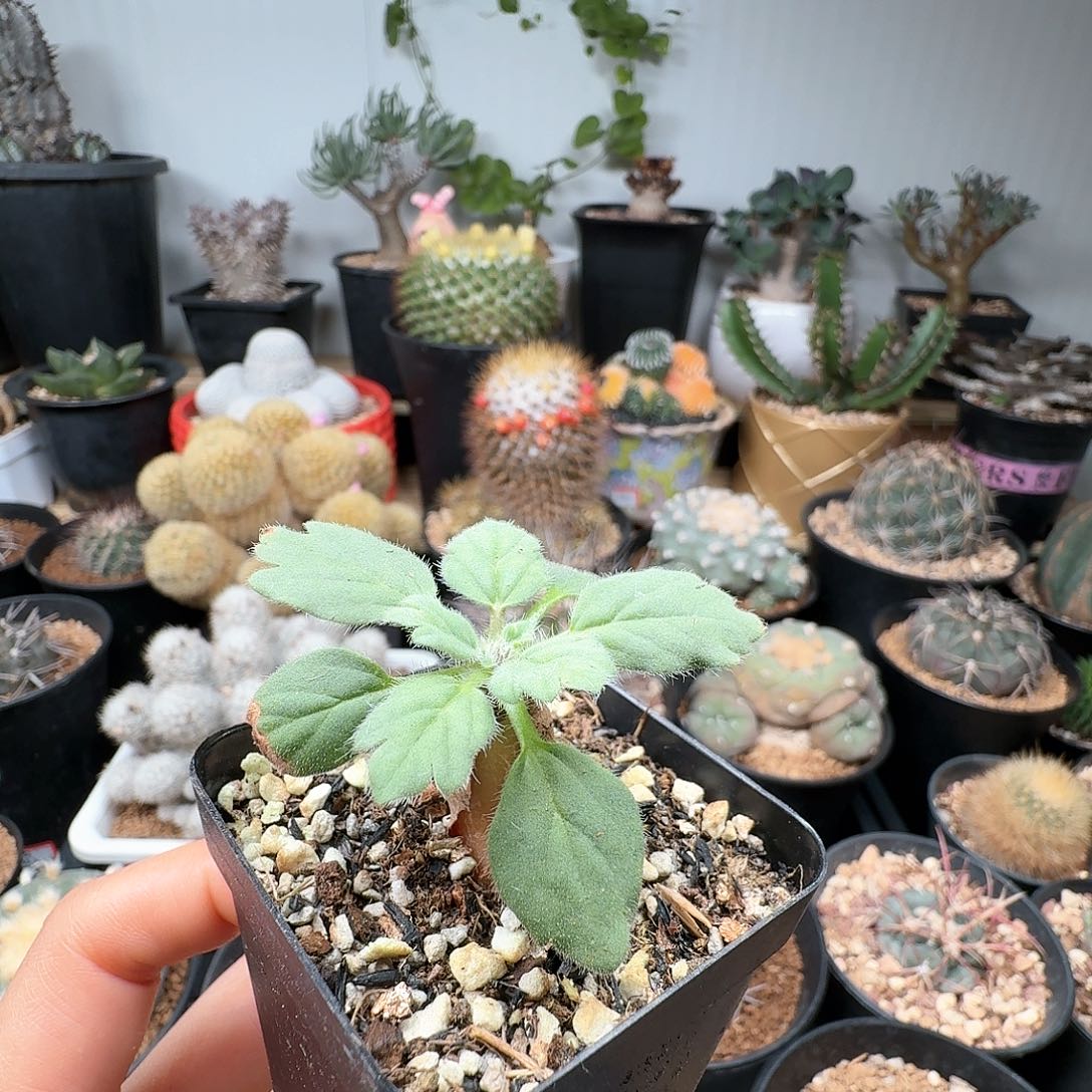 80文纳森洋葵带盆发货