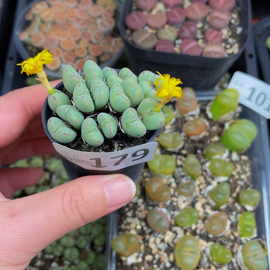 179000000花花花花花