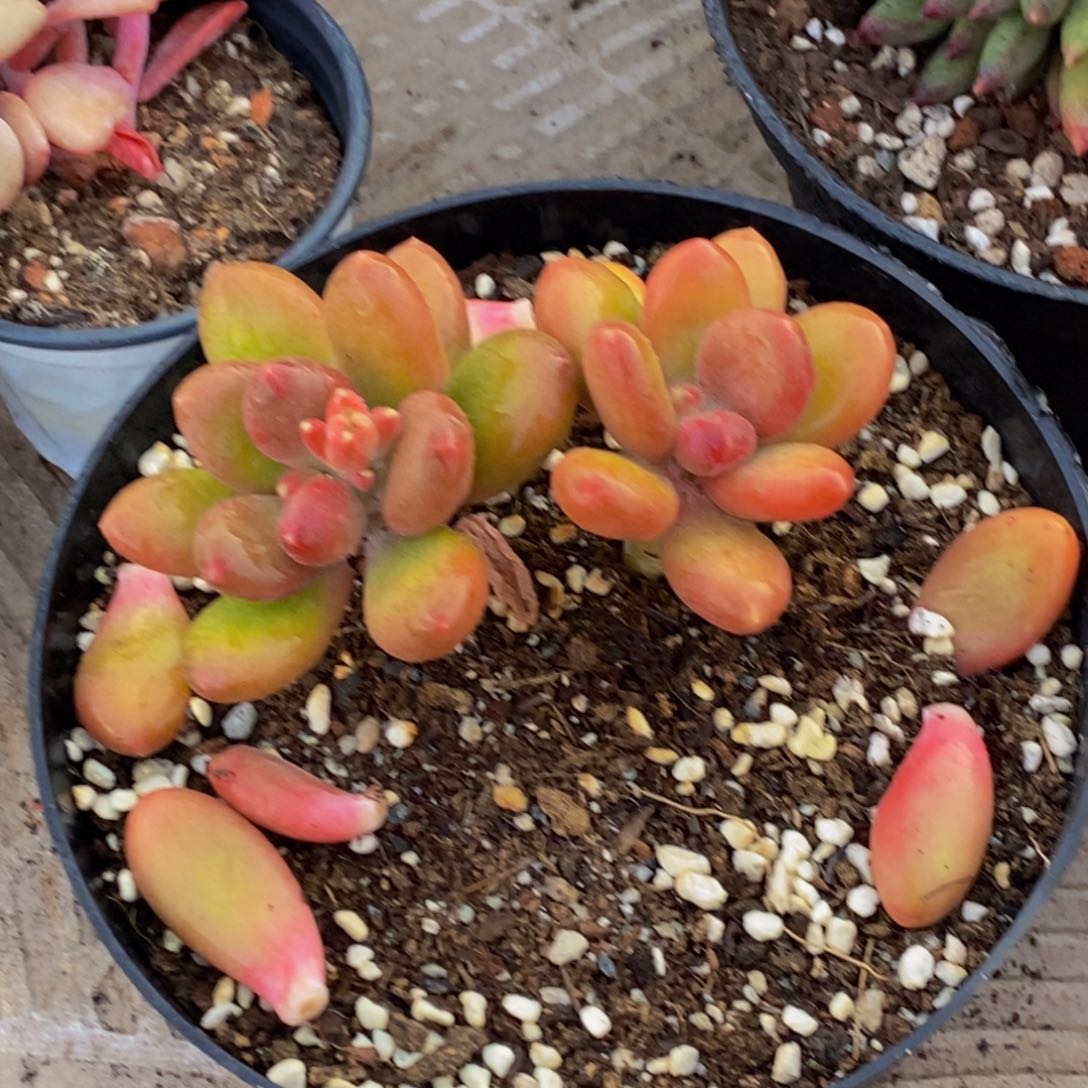 阳*姐48包邮一物一拍多肉植物