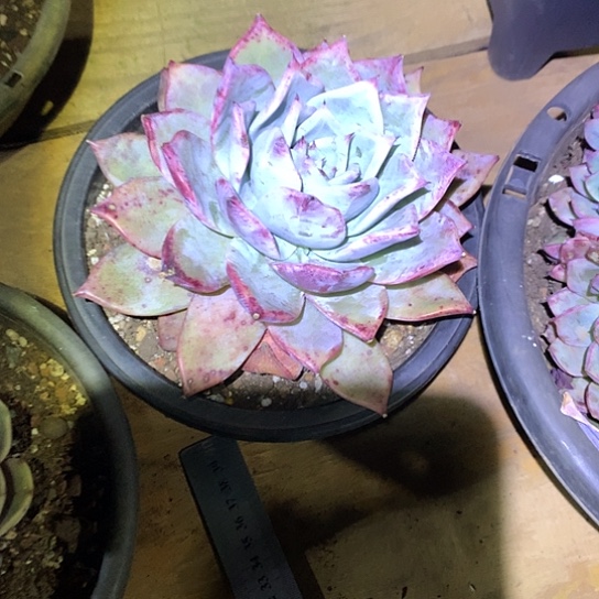 男****享美肉特价活动开始啦