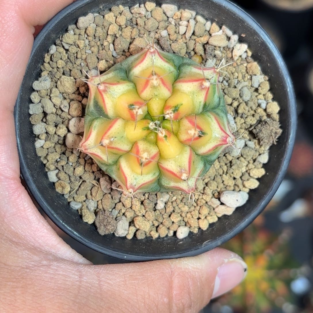 泰系实生米哈仙人球109