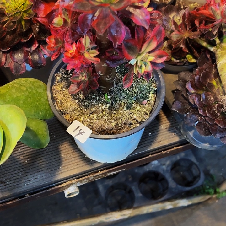 卢*14多肉植物植物植物植物植物