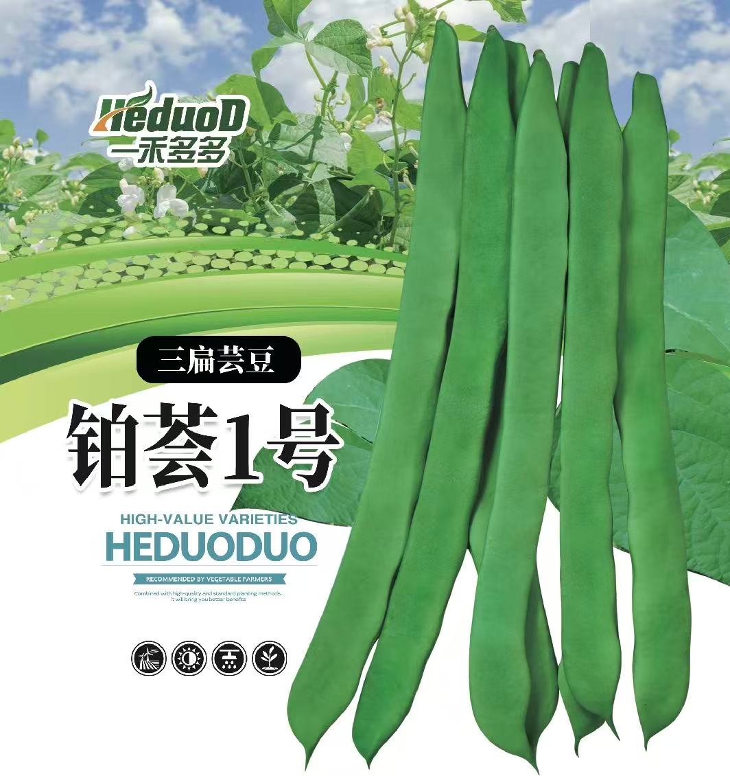 【铂荟1号】嫩荚浅绿扁条 结荚率高抗病强