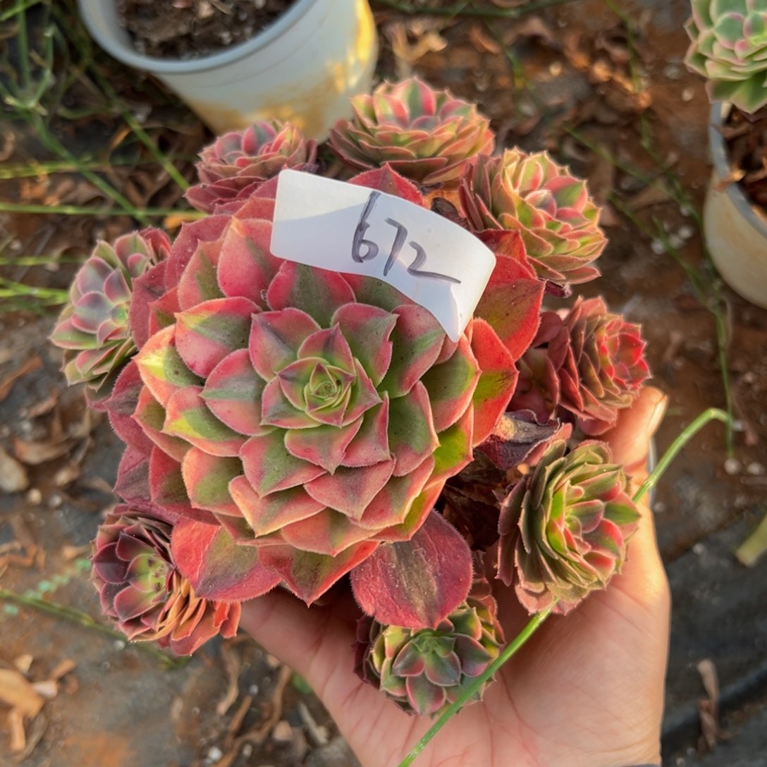 多肉植物672荔枝的