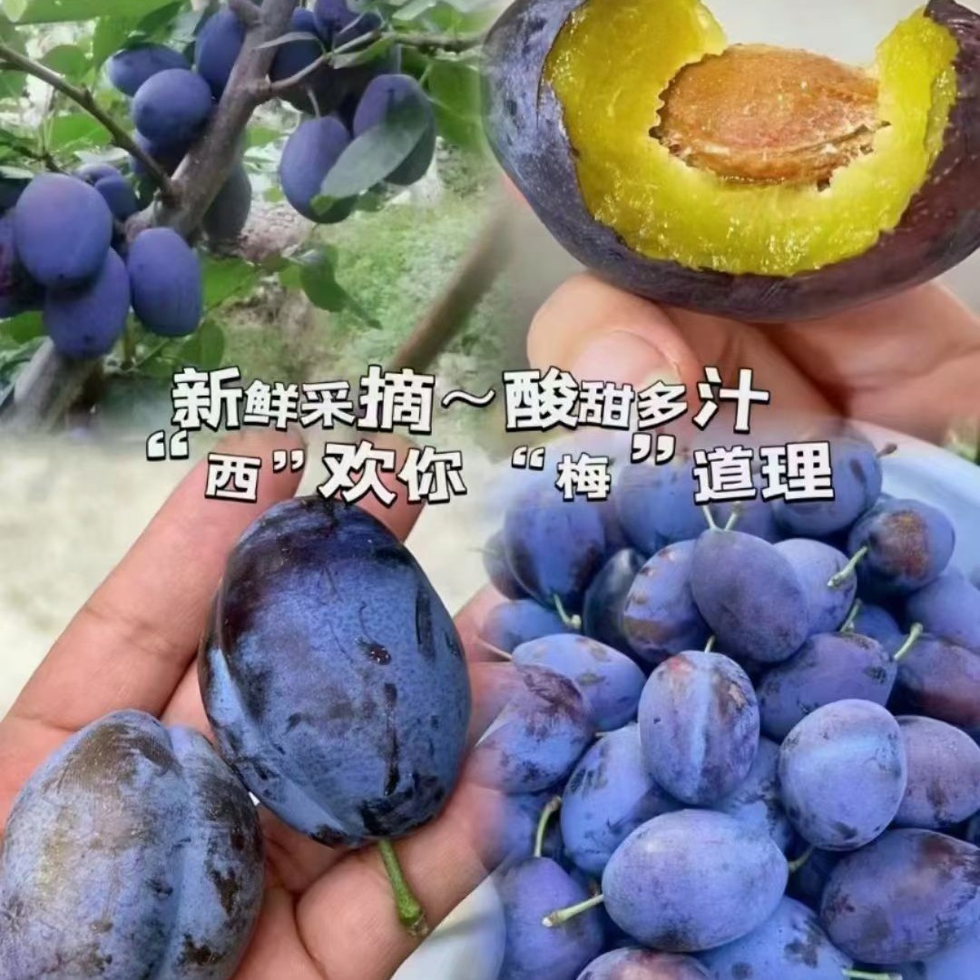 茂县汶川新鲜大西梅果园现摘鲜果现摘应季水果甜蜜爆甜