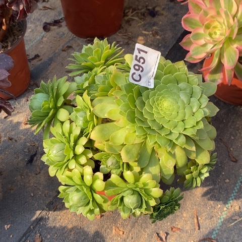 绿翡脆多肉植物法师不包损