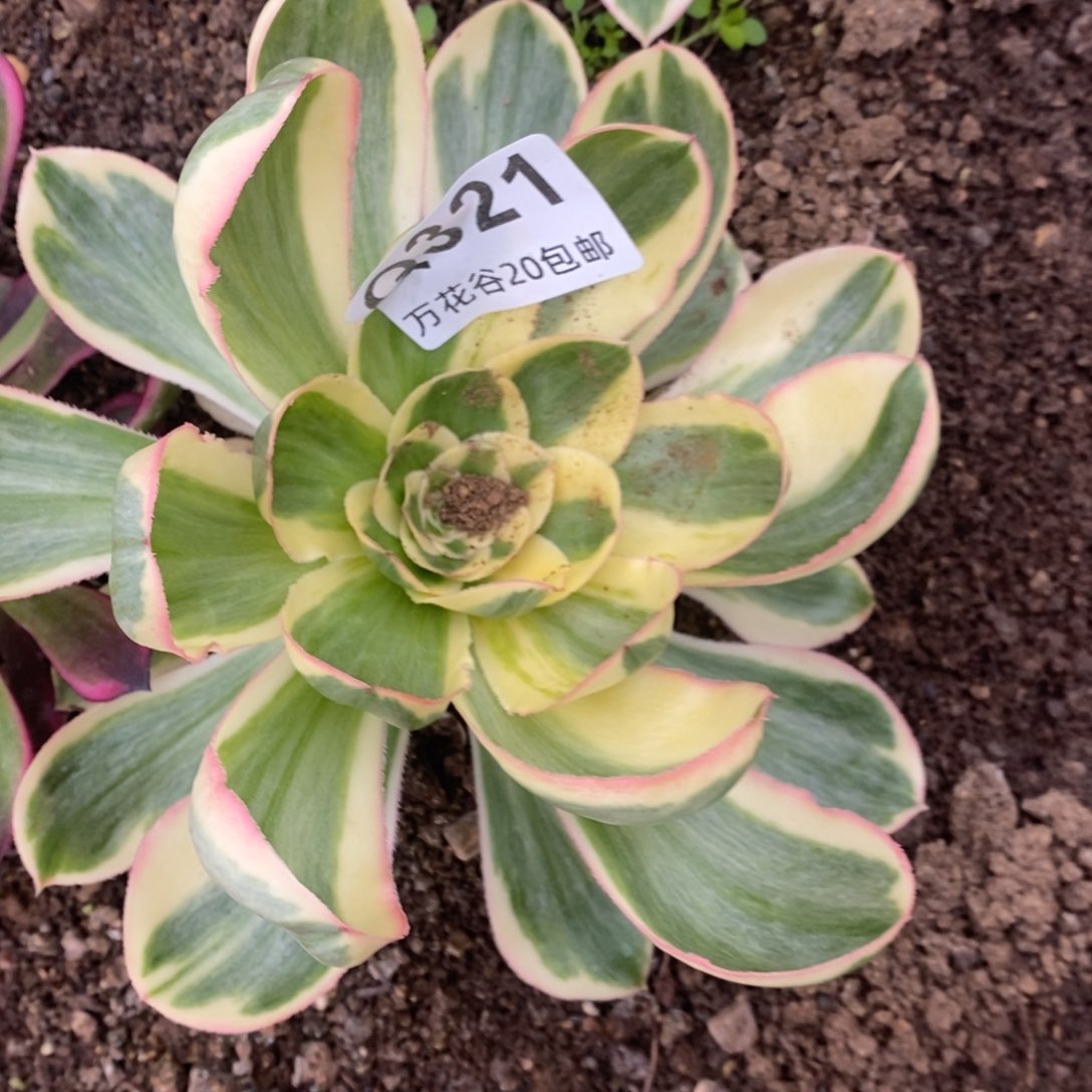 321燕姿锦多肉植物