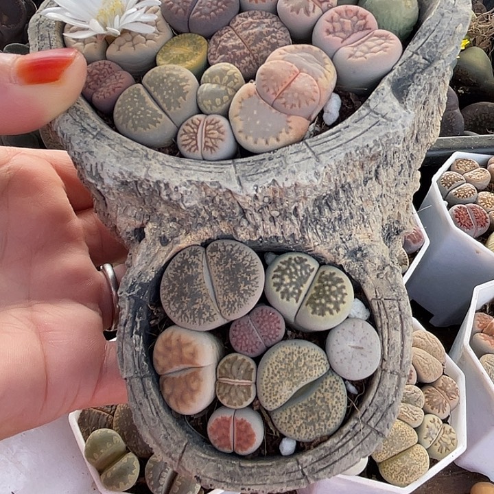 生石花一盆79111