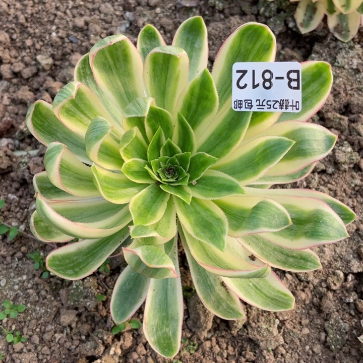 812青莲多肉12345678