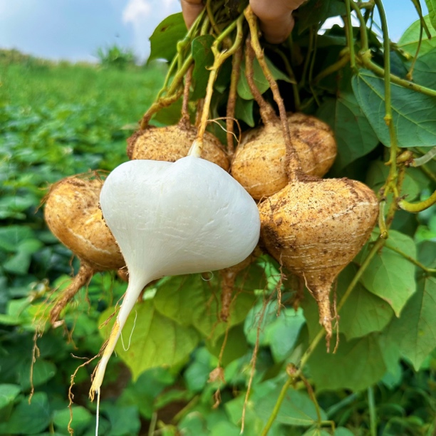 贵州农家新鲜现挖地萝卜凉薯地瓜脆甜可口清甜爽口