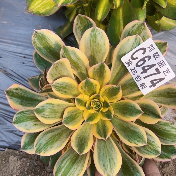 灿烂多肉植物法师6474