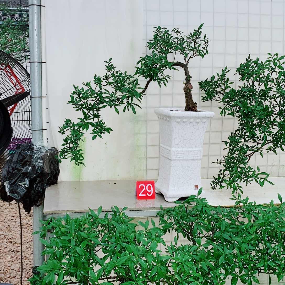 四季揽叶一物一拍