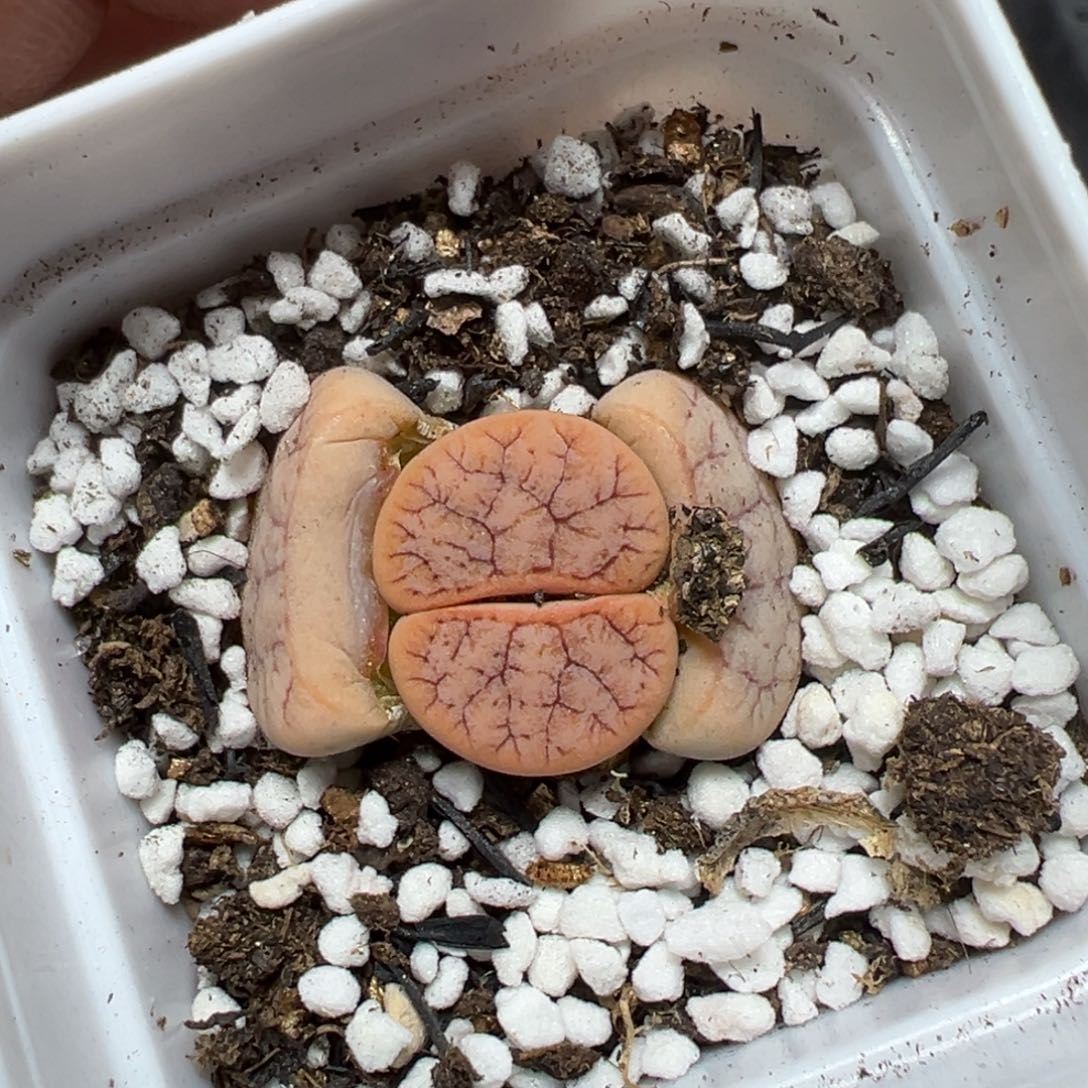 【闪购商品】1149……