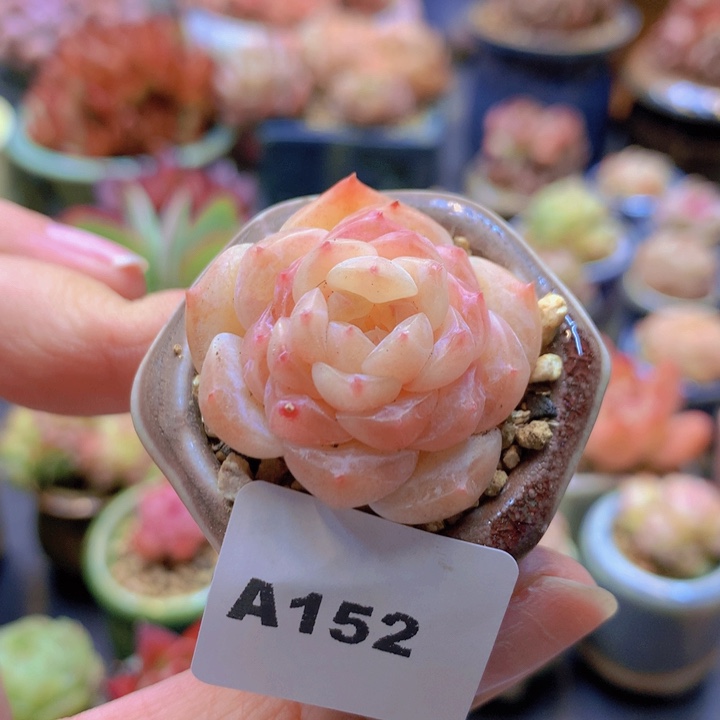 一物一拍含盆土满38包邮A152