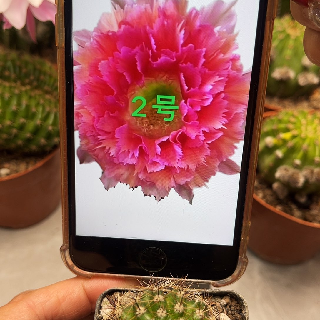 彩草2号羽毛带根3公分左右