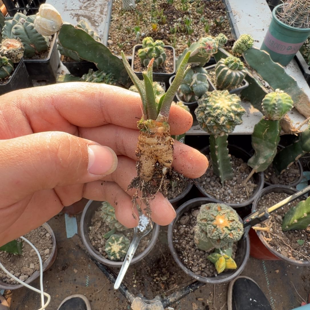 实生龙舌兰牡丹仙人球