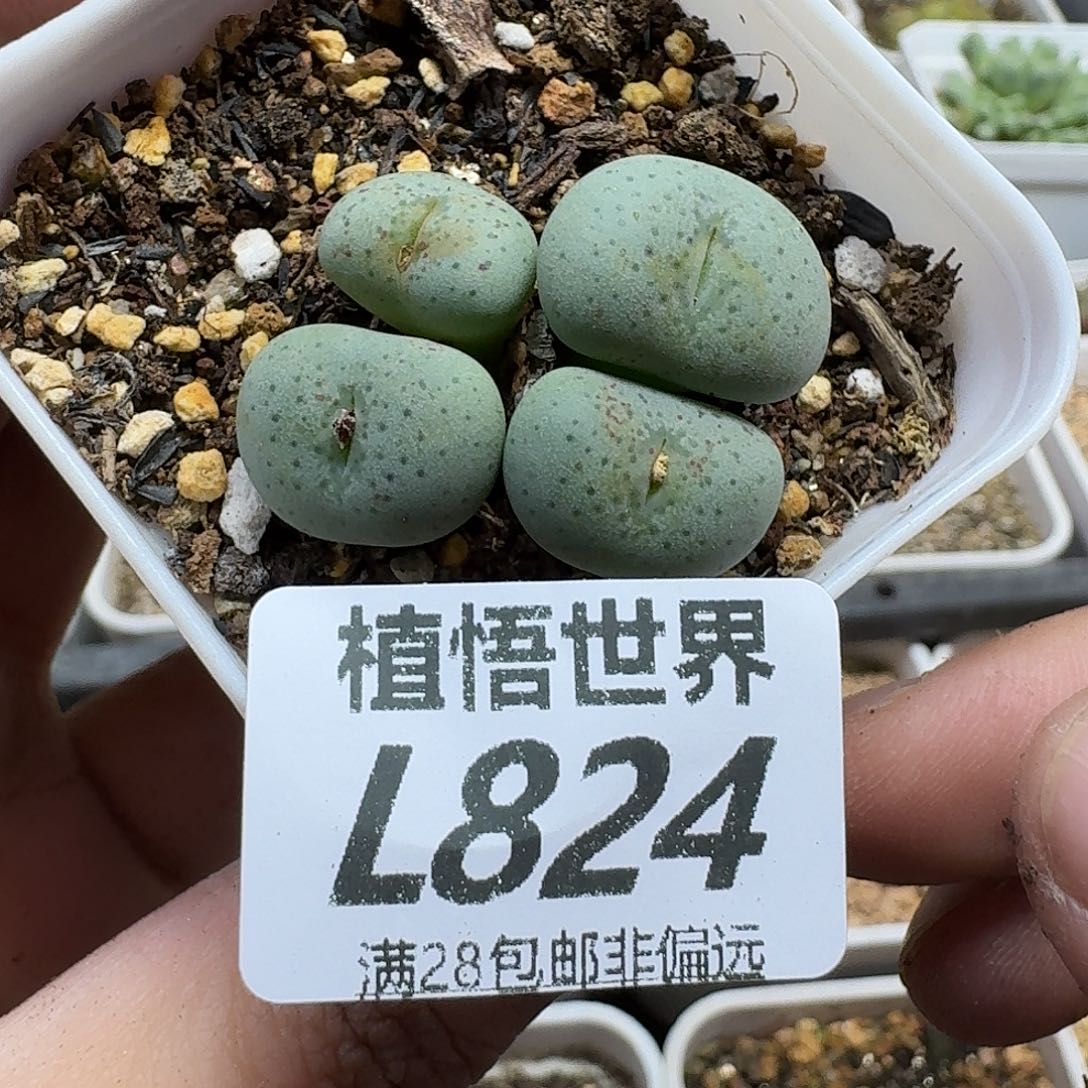 多肉植物的润泽vbn