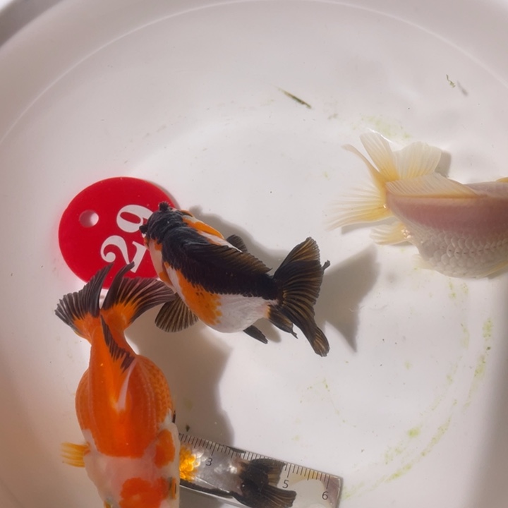 金鱼玛丽金鱼链接