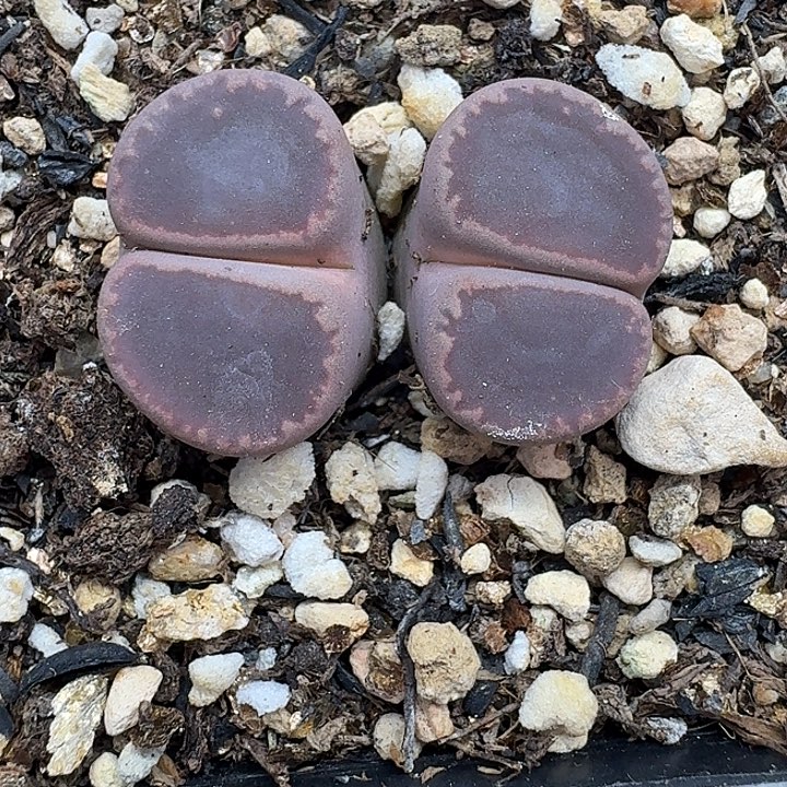 老马生石花双头ko248