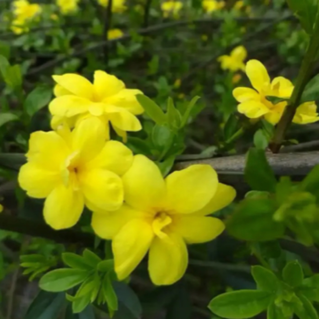 重瓣金玉三台迎春花耐寒抗冻盆栽花卉稀有品种阳台庭院垂吊攀爬