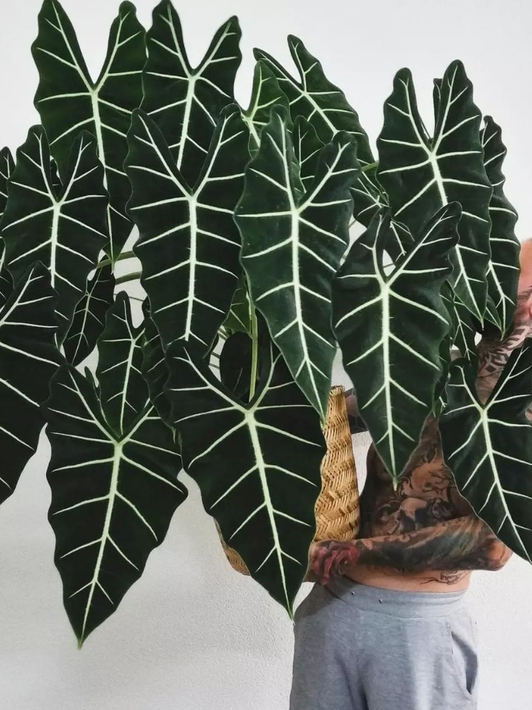 绿天鹅海芋客厅，室内绿植海芋绿植大叶绿植盆栽，海芋里的爱马仕