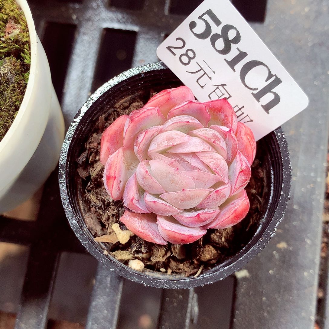 5厘米盆精控多肉581 